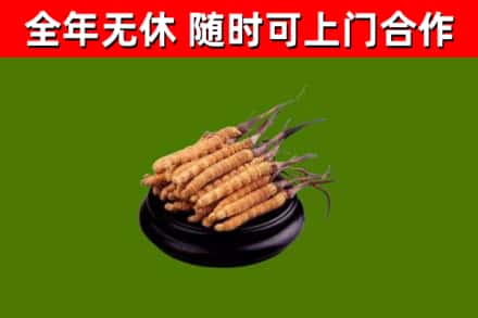 资源县回收散虫草